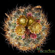 Una foto de Echinomastus unguispinus ssp. laui