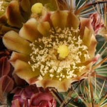Una foto de Echinomastus unguispinus ssp. laui