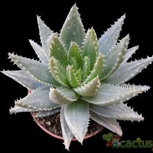 Una foto de Aloe brevifolia fma. variegada