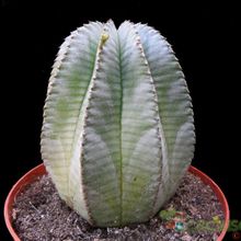 A photo of Euphorbia anoplia