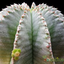 A photo of Euphorbia anoplia