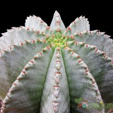 A photo of Euphorbia anoplia