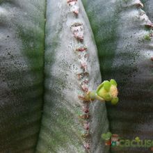A photo of Euphorbia anoplia