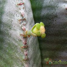 A photo of Euphorbia anoplia