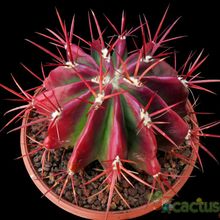 Una foto de Ferocactus pilosus