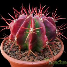 A photo of Ferocactus pilosus