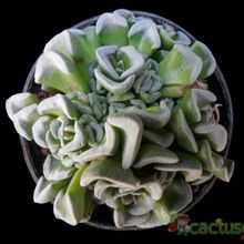 Una foto de Crassula cv. Celia