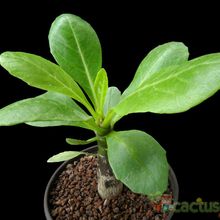 A photo of Brighamia insignis  