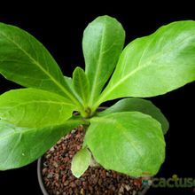 A photo of Brighamia insignis  