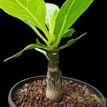 A photo of Brighamia insignis  