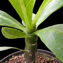 A photo of Brighamia insignis  