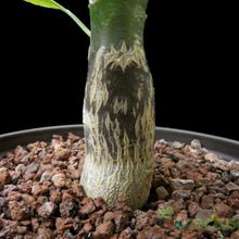 A photo of Brighamia insignis  