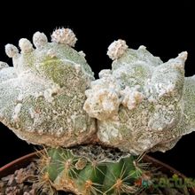 Una foto de Astrophytum myriostigma cv Lotus Land