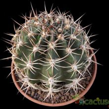 A photo of Echinopsis silvestrii