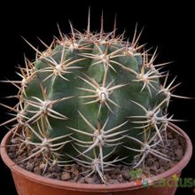 A photo of Echinopsis silvestrii