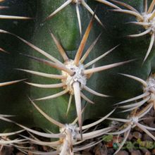 A photo of Echinopsis silvestrii