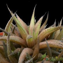 A photo of Haworthia angustifolia