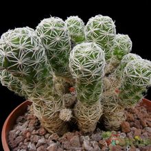 A photo of Mammillaria gracilis