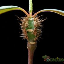 Una foto de Euphorbia neohumbertii  