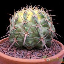 Una foto de Echinocactus texensis fma. variegada