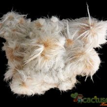Una foto de Espostoa lanata fma. monstruosa