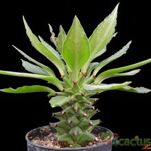 Una foto de Euphorbia schubei fma. roja Tanzania