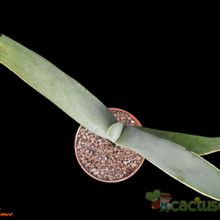 A photo of Aloe plicatilis  