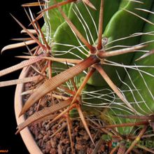 Una foto de Ferocactus peninsulae var. santa-maria