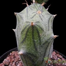 A photo of Kleinia saginata  