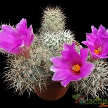 A photo of Mammillaria schumannii
