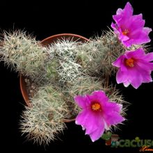 A photo of Mammillaria schumannii