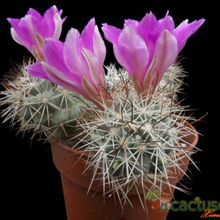 A photo of Mammillaria schumannii