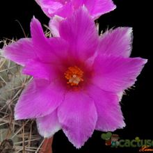A photo of Mammillaria schumannii