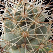 A photo of Mammillaria schumannii