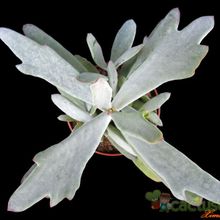 A photo of Cotyledon orbiculata var. oblonga cv. Takbok