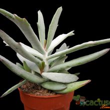 A photo of Cotyledon orbiculata var. oblonga cv. Takbok