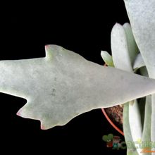 A photo of Cotyledon orbiculata var. oblonga cv. Takbok