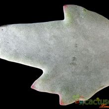 A photo of Cotyledon orbiculata var. oblonga cv. Takbok