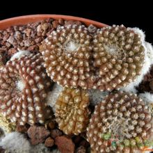 Una foto de Copiapoa hypogaea subsp. laui