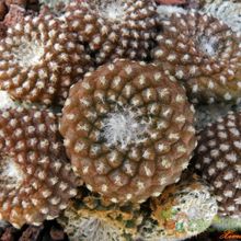 Una foto de Copiapoa hypogaea subsp. laui