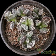 A photo of Adromischus marianae cv. Bryan Makin