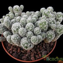 Una foto de Mammillaria gracilis