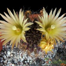 A photo of Eriosyce crispa