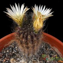 A photo of Eriosyce crispa