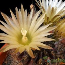 A photo of Eriosyce crispa