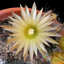 A photo of Eriosyce crispa