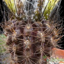 A photo of Eriosyce crispa