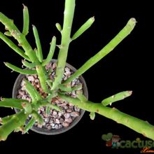 Una foto de Euphorbia schimperi  
