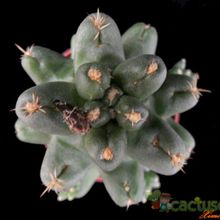 Una foto de Coryphantha macromeris subsp. runyonii