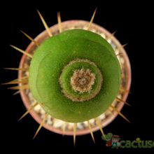 Una foto de Eulychnia castanea fma. varispiralis